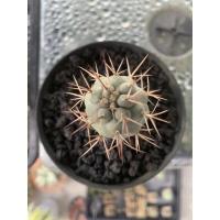 ราคา ไข่มังกร,ไข่ไดโนเสาร์ แคตตัส tephrocactus geometricus (16722665181)
