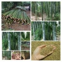 ราคา เมล็ดพันธุ์ไผ่ซางหม่น (2155781246)