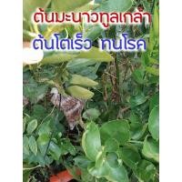 ราคา กิ่งมะนาวพันธ์ทูลเกล้าไร้เมล็ดตอน กลิ่นหอม เปลือกบาง น้ำเยอะ (26550248659)