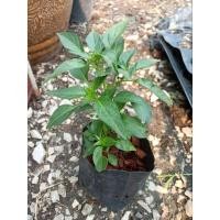 ราคา ต้นกล้าพริกจินดา มะเขือเทศ มะเขือเจ้าพระยา (12285587610)