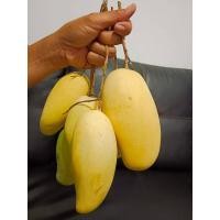 ราคา มะม่วงอกร่องพิกุลทองเสียบต้น160.- (20600543466)