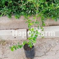 ราคา ต้นชาดัด ชาฮกเกี้ยน ต้นไม้ตกแต่งสวน (6691692037)