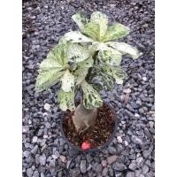 ราคา ชวนชมด่าง ชวนชมด่างลายหินอ่อน ชวนชม (7758483995)