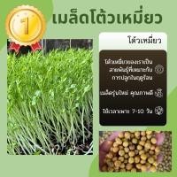 ราคา เมล็ดต้นอ่อนโต้วเหมี่ยว (24542509805)