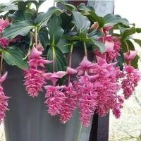 ราคา ไข่มุกอันดามัน Malaysian Orchid, Malaysian Grapes (41254152719)