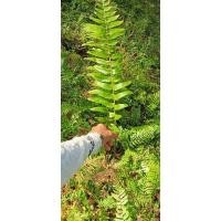 ราคา เฟิร์นสไบนางก้านยาวถอนชุด10ต้น (11941823345)