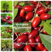 ราคา ต้นมิราเคิล ต้นไม้มหัศจรรย์ (12470747340)