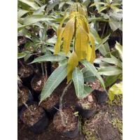 ราคา ต้นมะม่วงเขียวเสวยเสียบยอด (5345784445)