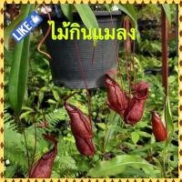 ราคา ต้นไม้กินแมลง ต้นหม้อข้าวหม้อแกงลิง (15515999665)