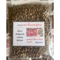 ราคา #กระเจี๊ยบแดงซูดาน #คัดพันธุ์ (3417505665)