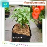 ราคา ต้นมะเขือเทศลูกท้อ(Plum Tomatoes) ต้นมะเขือเทศสีดา มะเขือเทศราชินี พร้อมส่ง พร้อมปลูก (27377476331)