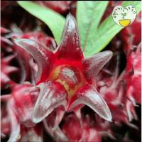 ราคา กระเจี๊ยบแดงสด (ซูดาน) ปลอดสารเคมี (ปลูกเองขายเอง) ไม่ได้เอาเม็ดออก (จำกัด 1 ออเดอร์ 3 กก เท่านั้น) (20457896637)