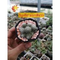 ราคา แคค​ตัส​ เเมมขนนก รีบูเทีย ดอกสีขาว rebutia albiflora กระบองเพชร แคคตัส (12153267758)