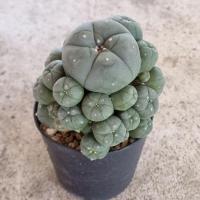 ราคา Lophophora williamsii 'caespitosa' กราฟตอ echinopsis (8493990300)