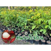 ราคา ต้นเงาะโรงเรียน แบบติดตา ให้ผลผลิตไว เนื้อเงาะหนา หวาน กรอบ ร่อน (22927432081)