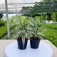 ราคา ไผ่กวนอิม (Lucky bamboo) กวนอิมส่งพร้อมกระถาง สีทอง สีเงิน ต้นเดี่ยว แพ็คคู่ ไม้มงคลเสริมดวงโชคลาภเงินทอง (24143896146)