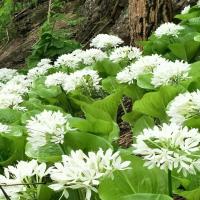 ราคา ว่านนางคุ้ม ว่านนกคุ้ม ว่านผู้เฒ่าเฝ้าบ้าน หรือ นำสิริมงคลความร่มเย็นมาสู่บ้านเรือนช่วยปกป้องคุ้มภัยอันตราย (10822667330)