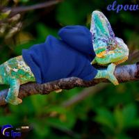 ราคา พิกเซลพาวเวอร์ จิ้งจกเสื้อผ้า,นุ่มอบอุ่นเครามังกรเสื้อกันหนาวหมวก,หนูแฮมสเตอร์อุ่นท็อปส์ กันลม สีทึบสายรัดจิ้งจกเสื้อกั๊กสัตว์เล (46954385572)