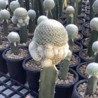 ราคา Mammillaria lenta แมมเลนต้า (17000341037)