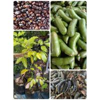 ราคา ต้นกล้าลูกเนียงนก 120 บาท (6059943922)