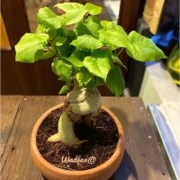 ราคา ต้นโพธิ์โสมแคระ_บอนไซ7นิ้ว (7152890061)