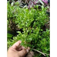 ราคา วอเตอร์เครส กิ่งพันธุ์วอเตอร์เครสใบเล็ก ผักเป็ดญี่ปุ่นกิ่งพันธุ์พร้อมราก 19 บาท ขั้นต่ำ 2 ต้น (9371798783)