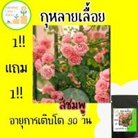 ราคา 1แถม1!! ทั้งร้าน เมล็ดพันธุ์ กุหลาบเลื้อย กุหลาบ สีชมพู (เมล็ดพันธุ์ปลูกต่อได้) Pink Rose Seed ปลูกในไทยได้ กุหลาบเลื้อย (24558143732)
