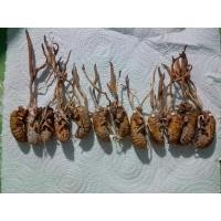 ราคา ว่านจั๊กจั่น/พญาว่านจั๊กจั่นเรไร/เห็ดจั๊กจั่น(ตัวละ189) (6338624558)