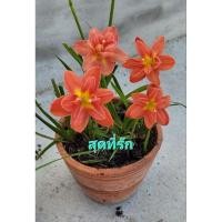 ราคา บัวดินสุดที่รัก หัวละ25บาท (21390461903)