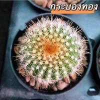ราคา พาโรเดีย 3 กระบอง-กระบองทอง/กระบองเงิน/กระบองนาค☀️ไม้มงคล ขนฟู#P. Leninghausii/ Scopa ☀️ (17208696855)