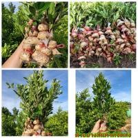 ราคา (ขายเป็นเซต20กิ่ง) (ขาย กิ่งตอน) กิ่งตอน กิ่ง ต้น ไทรเกาหลี ไทร ต้นไทร yingg (9014219289)