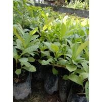 ราคา ต้นกระโดนป่าเพาะเมล็ดขายเป็นชุด 10 ถุง 150 บาท (23858220659)