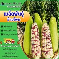 ราคา 180เมล็ด เมล็ดพันธุ์ ข้าวโพดข้าวเหนียว ขาวม่วง เมล็ด ข้าวโพดหวาน หอมอร่อย (29421582380)