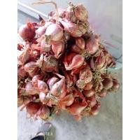 ราคา พันธุ์หอมแดง อ.ยางชุมน้อย จ.ศรีสะเกษ พร้อมปลูก 1 กิโหลกรัม (22706746215)