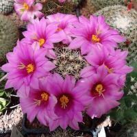 ราคา เมล็ดพันธุ์ แมมชูแมน Mammillaria schumannii 80 เมล็ด cactus แคคตัส กระบองเพชร (8202977139)