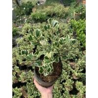 ราคา ต้นหัวใจสาริกา เศรษฐี ไม้มงคล ใบด่าง แบบถุง (6253963333)