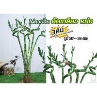 ราคา ไผ่กวนอิมดัดเกลียว หน่อ (18519445227)