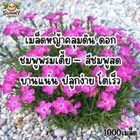 ราคา เมล็ดหญ้าคลุมดิน ดอกชมพูพรมเตี้ย – สีชมพูสด บานแน่น ปลูกง่าย โตเร็ว (57002424344)