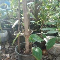 ราคา ต้นพลู พลูกินหมาก พลูใบเขียว พลูไหว้ พลูบายศรี กระถาง6นิ้ว (7505999080)