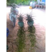 ราคา ตุ๊กตาเคราฤาษีพร้อมสัปปะรดทิลเลนเซีย (6061046790)