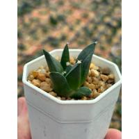 ราคา อริโอคาปัส ไฮบริด (Ariocarpus hybrid) ขนาดกระถาง 2 นิ้ว 4 ภาพสุดท้ายเป็นต้นแม่ อ่านรายละเอียดก่อนสั่ง (41406605532)