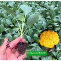 ราคา เมล็ด พันธุ์ กะหล่ำดอก Cauliflower 300เมล็ด ดอกใหญ่ พุ่มสวยสีสวย (47555263879)