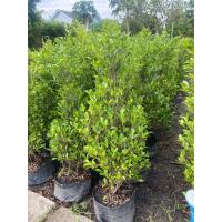 ราคา ไทรเกาหลีไม้แนวรั้วขนาด90cmจำกัดครั้งละ1ต้น (53004389778)