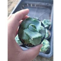 ราคา อากาเว่แคระ Agave isthmensis Ohi Raijin variegata (15854832854)