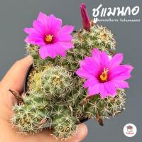 ราคา แมมมิลลาเรีย ชูแมนนิไอ #กอ Mammillaria Schumannii แคคตัส กระบองเพชร cactus&succulent (9184621700)