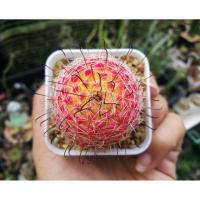 ราคา ขายแมมหนามตะขอด่าง Mammillaria Beneckei Variegata (4420105146)