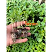 ราคา ต้นกล้าโหระพา ต้นกล้าผักสวนครัว ต้นกล้าโหระพาอิตาลี ต้นกล้าโหระพาพร้อมปลูก (29986172807)