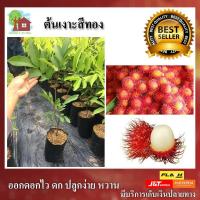 ราคา ต้นเงาะสีทอง อร่อย ดก ผลผลิตเร็ว (8015905230)