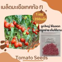 ราคา [ซื้อ5แถม1,ซื้อ10แถม2] เมล็ดพันธุ์มะเขือเทศ มะเขือเทศท้อ f1 Tomato Seeds ขนาด 1 กรัม 350-400 เมล็ด ปลูกง่าย ติดผลดก (25070230922)