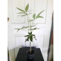 ราคา ต้นศุภโชคไม้มงคลต้นแฝด (27282242166)